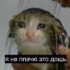Акте Кицуне
