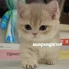 I think someone