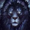 Lion17