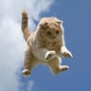 Texts Cat