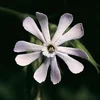 slovoiobraz