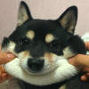 Люциас
