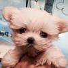 Fluffy Message