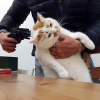 Kishka