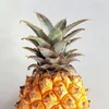 Son_35372992