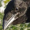 Calmius