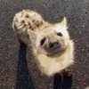 КуМаО_О