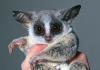 mr.galago