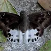 cute bug theory