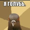Голуби_летают