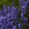 Kris_lavender