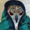 Tired owl