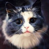 Silver Kat