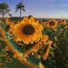 Sunflower086