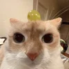 macula