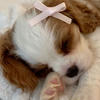 FairyLia