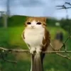 черешнялмао