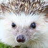 __Hedgehog__