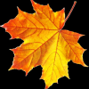 Acer Argutum