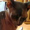Анна с кошкой