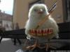 Crazy chicken