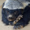 FearlessAnimal