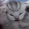 нежнаямрачность_