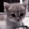 Suili