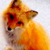 foxy6