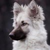 R.Hund