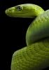 Ms.Snake