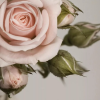 BeTKa_CaKyPbl