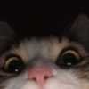 Barnabass