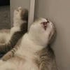 Котиз_фореве