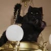 Shadow_cat
