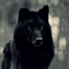 Wolfy515