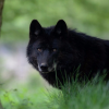 Fluffy wolf