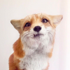Mr. Bobtail
