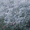Cerulean Mugwort