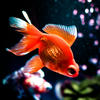 Goldfish.