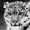 Saifur