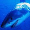 Carcharodon