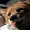 MissFox74