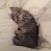 ряженка.еду