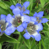 Gentiana septemfida