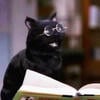 Law cat