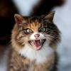 EL_Gato