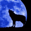 Black Winged Wolf