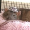Carmine Duchess