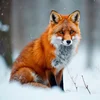 Fox_006